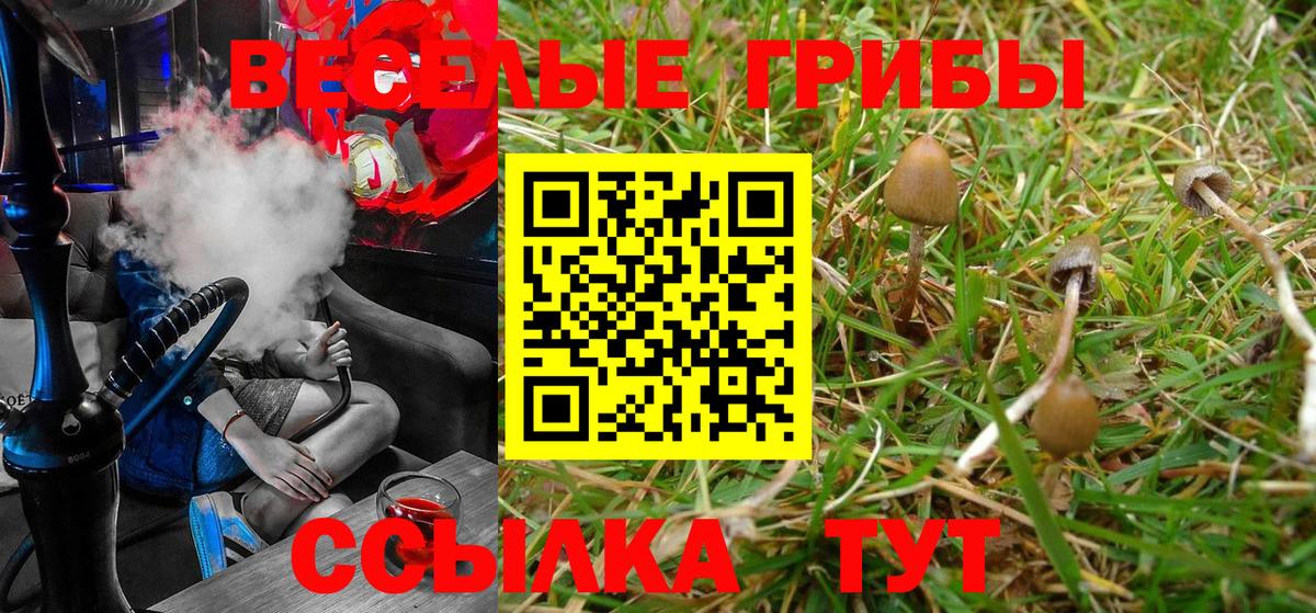 Галлюциногенные грибы Psilocybe Кропоткин